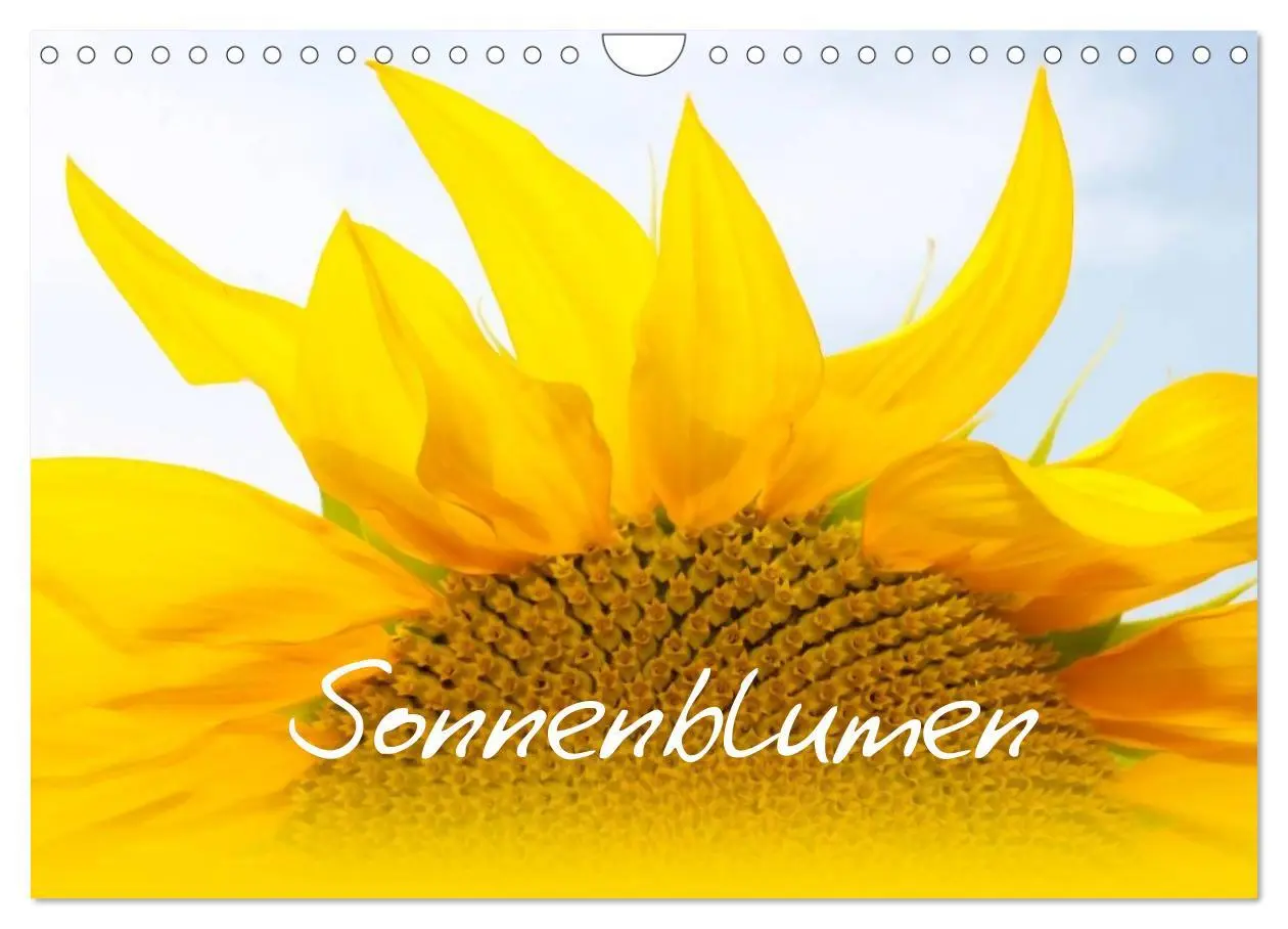 Cover: 9783516192162 | Sonnenblumen - die Blumen der Lebensfreude (Wandkalender 2026 DIN...